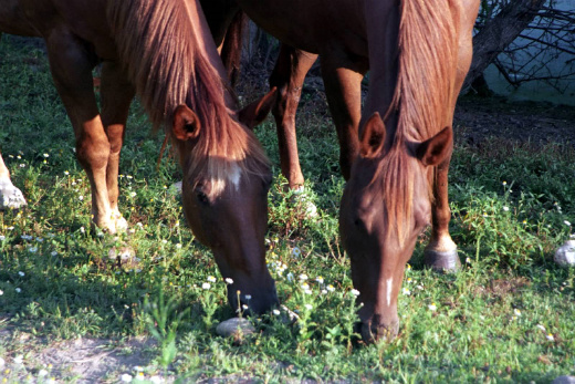 2 horses grazing