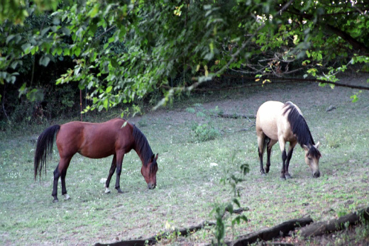 2 horses grazing