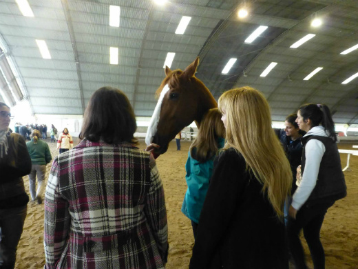 Getting to know the horses