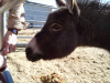Burro Kathy's Tuc